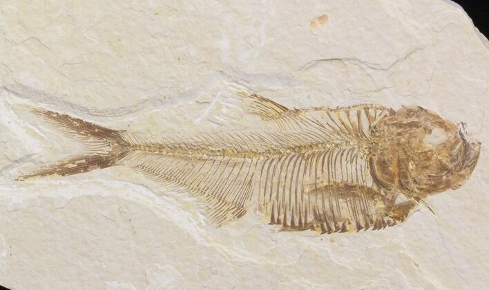 Bargain Diplomystus Fossil Fish - Wyoming #41135